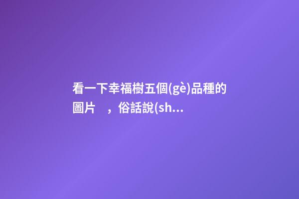 看一下幸福樹五個(gè)品種的圖片，俗話說(shuō)客廳見樹、不富也發(fā)!8種吉祥樹